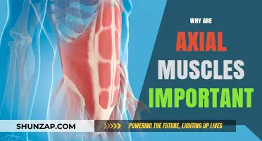 Axial Muscles: Core Strength and Posture Perfection