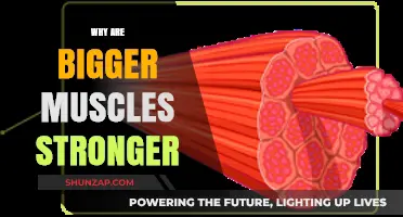 Muscle Fibers: Size and Strength Correlation