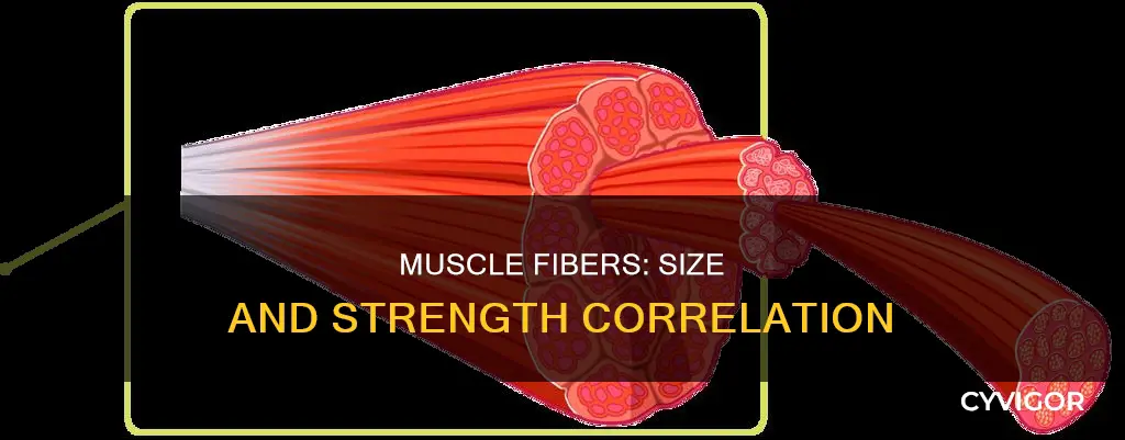why are bigger muscles stronger