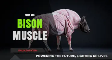 How Bison Stay Muscular Despite Their Diet
