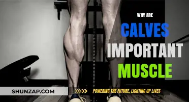 Calves: The Foundation of Your Physique