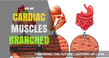 The Branching Cardiac Muscle Mystery: Why the Unique Structure?