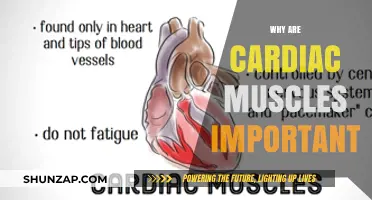 Cardiac Muscles: Vital for Life and Heart Health