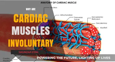 The Cardiac Conundrum: Why Are Heart Muscles Involuntary?