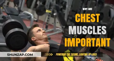 Chest Muscles: Vital for Posture, Movement and Core Strength