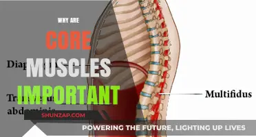 Core Muscles: Foundation of Fitness and Health