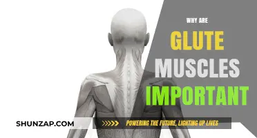 Glute Muscles: Powering Your Movement and Stability