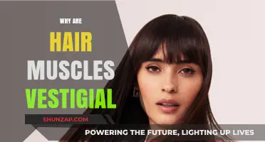 Evolution's Legacy: Hair Muscle Vestigiality