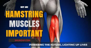 Hamstring Muscles: Performance, Injury Prevention and Daily Function