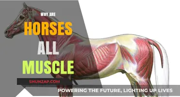 Horse Muscles: What's Behind Their Strength?