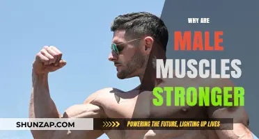 Male Muscle Strength: Nature's Design