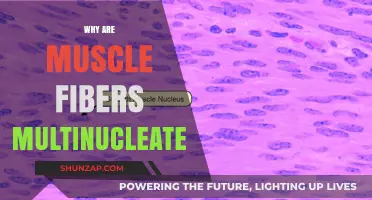 Muscle Fibers: Multinucleated for Endurance and Strength