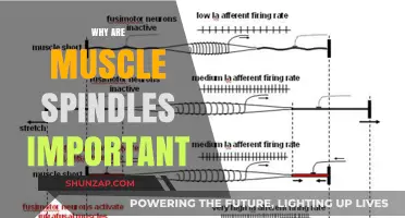Understanding Muscle Spindles: Their Role in Movement and Balance