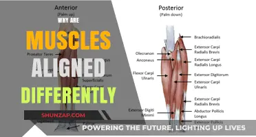 Muscle Alignment: Understanding Unique Body Mechanics
