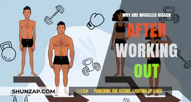 Unveiling the Science Behind Post-Workout Muscle Growth and Size