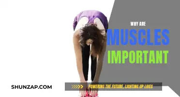 Muscles: The Foundation of Human Movement and Health