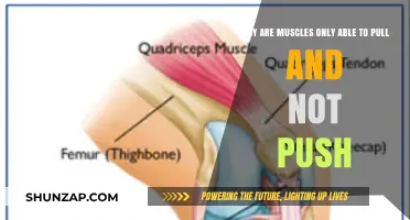 Muscles' Pulling Power: Unraveling the Science Behind Their Limitations