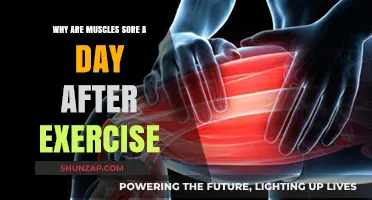 Delayed Muscle Soreness: Understanding Post-Workout Pain and Recovery