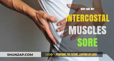 Why Intercostal Muscles Ache: Causes, Remedies, and Prevention Tips