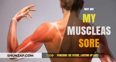 Understanding Muscle Soreness: Causes, Recovery, and Prevention Tips