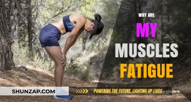 Muscle Fatigue: Understanding the Cause of Tired Muscles