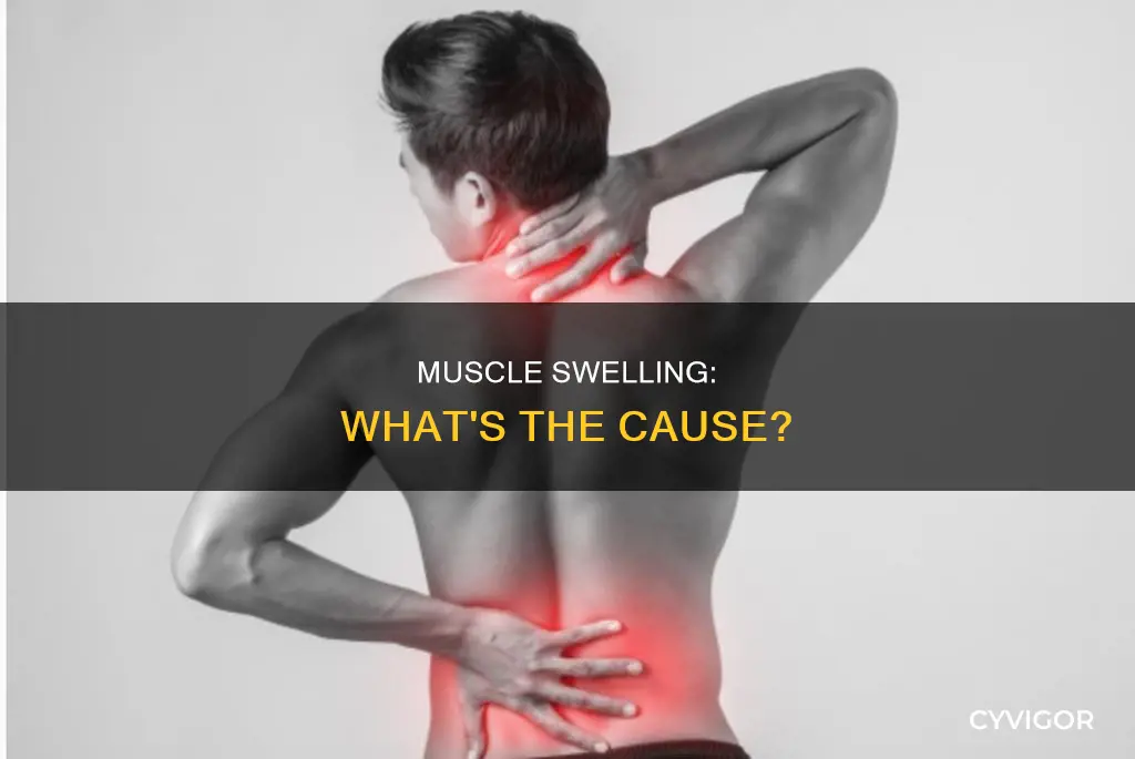 why are my muscles swelling