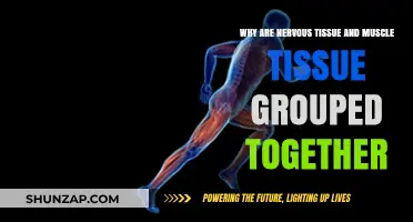Nervous and Muscle Tissues: Unified Functions in Body Coordination