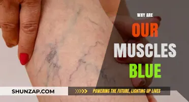 The Bluish Tinge of Muscles: Why This Happens