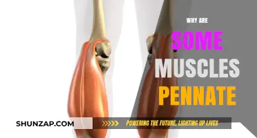 The Unique Structure of Pennate Muscles Explained