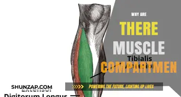 Muscle Compartments: Why Are They Necessary?