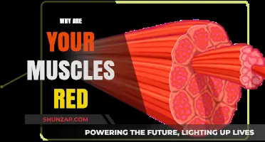 The Red Mystery: Why Muscles Appear Red