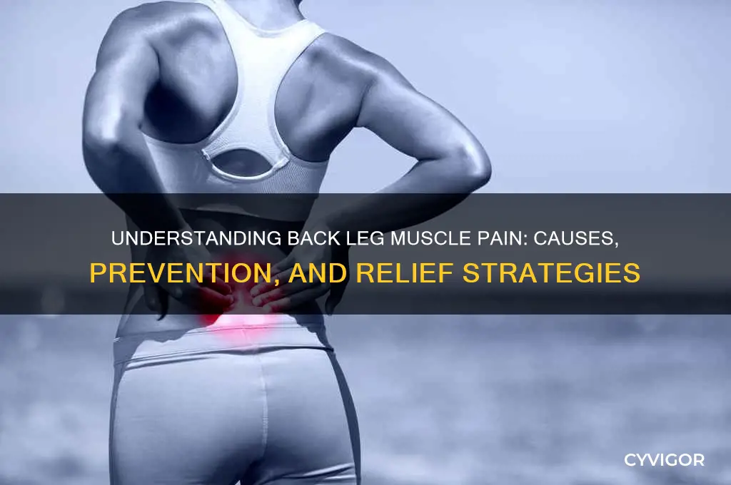 why back leg muscle pain