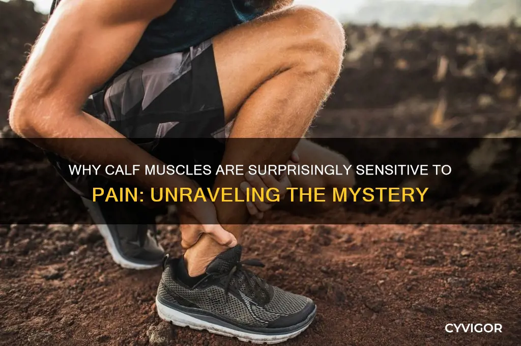 why calf muscles ate so sensitive to pain