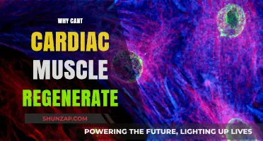 The Heart's Dilemma: Why Can't Cardiac Muscle Regenerate?