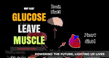 Glucose Trapped in Muscles: Why and How?