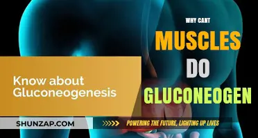Muscles Lack Gluconeogenesis: Why This Matters for Energy