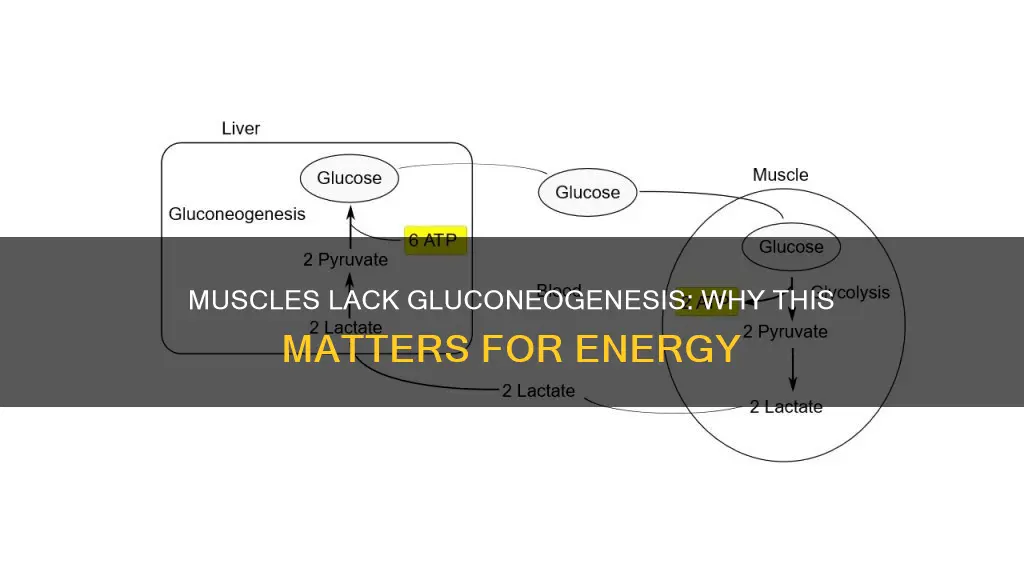 why cant muscles do gluconeogenesis