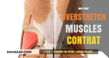Overstretched Muscles: Why They Can't Contract