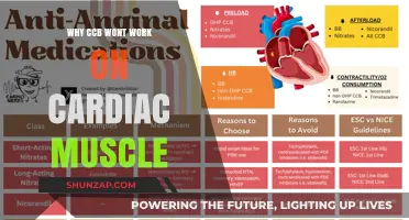Why CCB Fails to Affect Cardiac Muscle Functionality