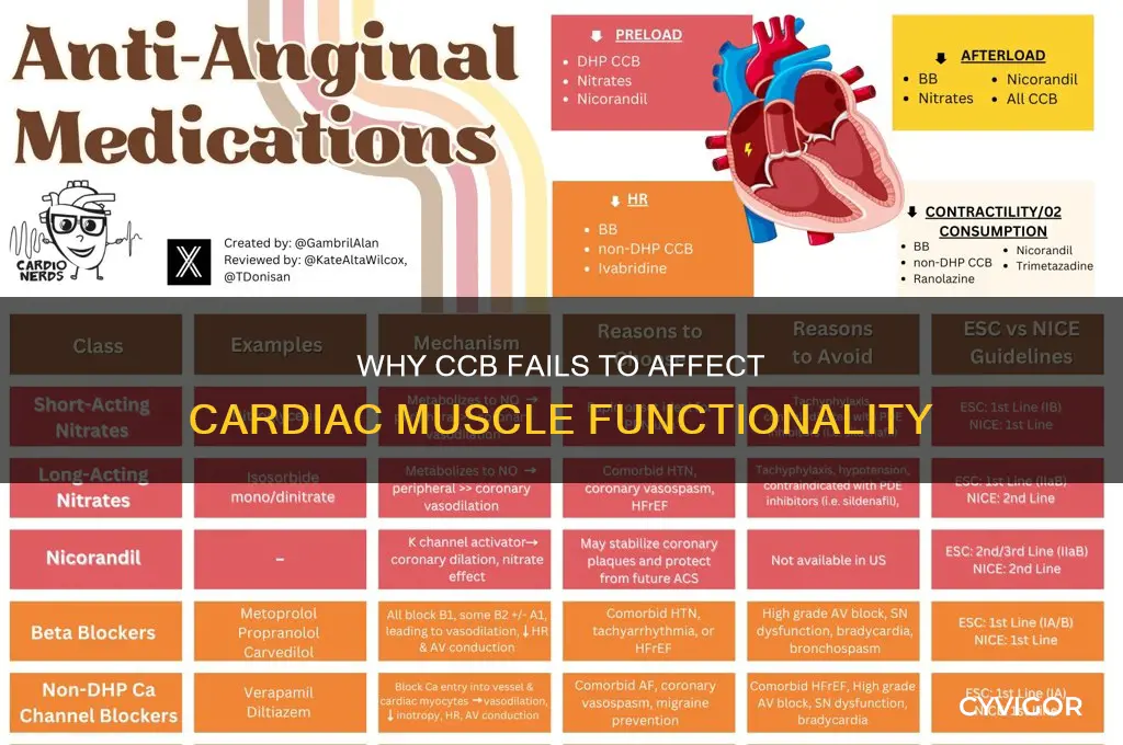 why ccb wont work on cardiac muscle
