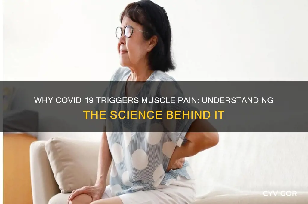 why covid cause muscle pain