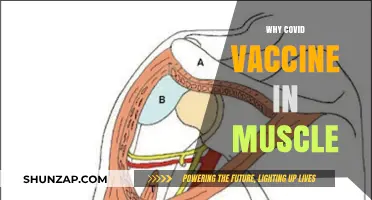 Muscle Shots: Why COVID Vaccines Target Deltoids