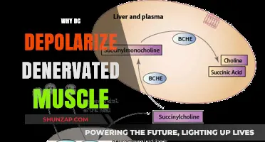The Mystery of Denervated Muscles and DC Depolarization
