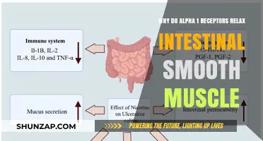Alpha-1 Receptors' Role in Relaxing Intestinal Smooth Muscle Explained