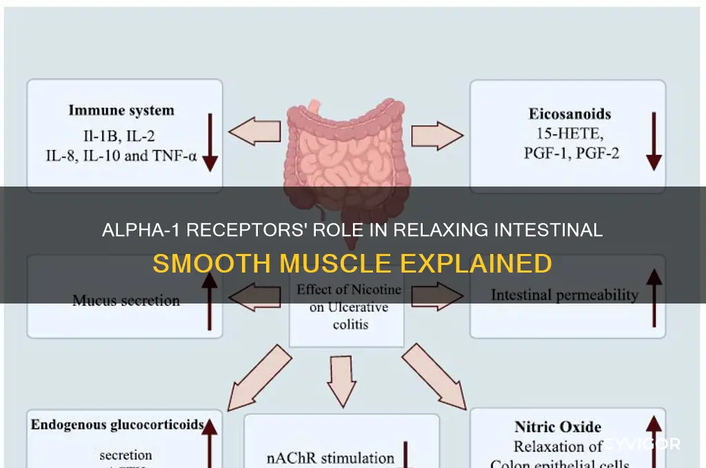why do alpha 1 receptors relax intestinal smooth muscle