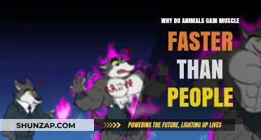 Why Animals Outpace Humans in Rapid Muscle Growth Explained