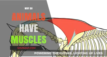 Muscle Movement: The Animal Advantage