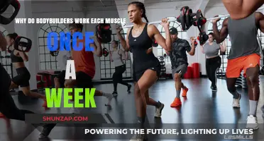 Why Bodybuilders Train Each Muscle Group Weekly: Science Explained