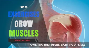 How Exercise Triggers Muscle Growth: The Science Behind Strength Training