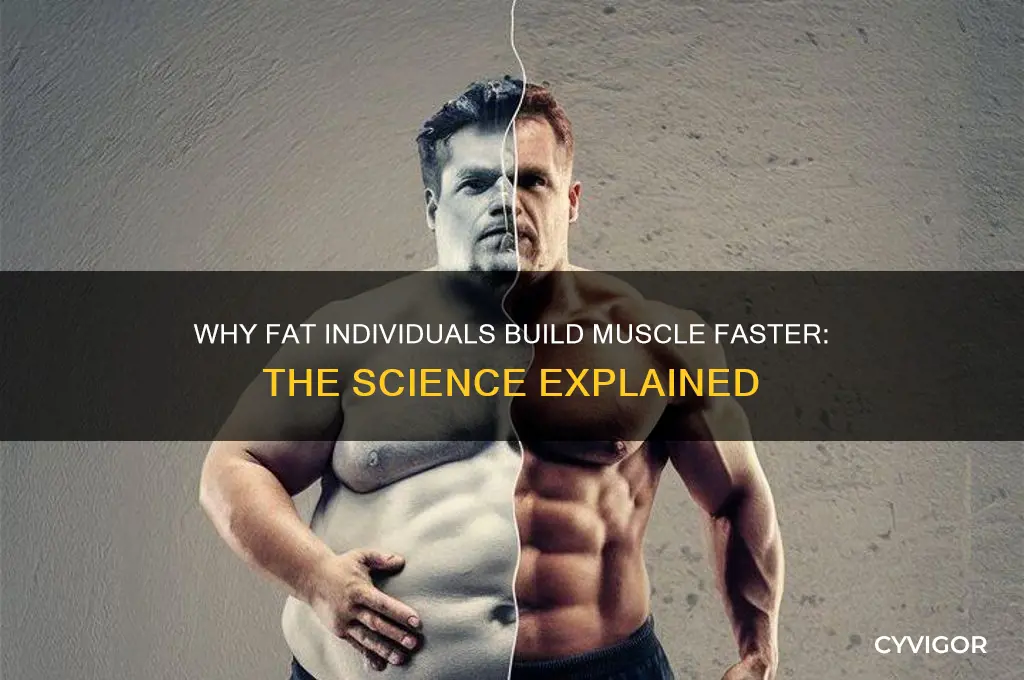 why do fat people gain muscle faster
